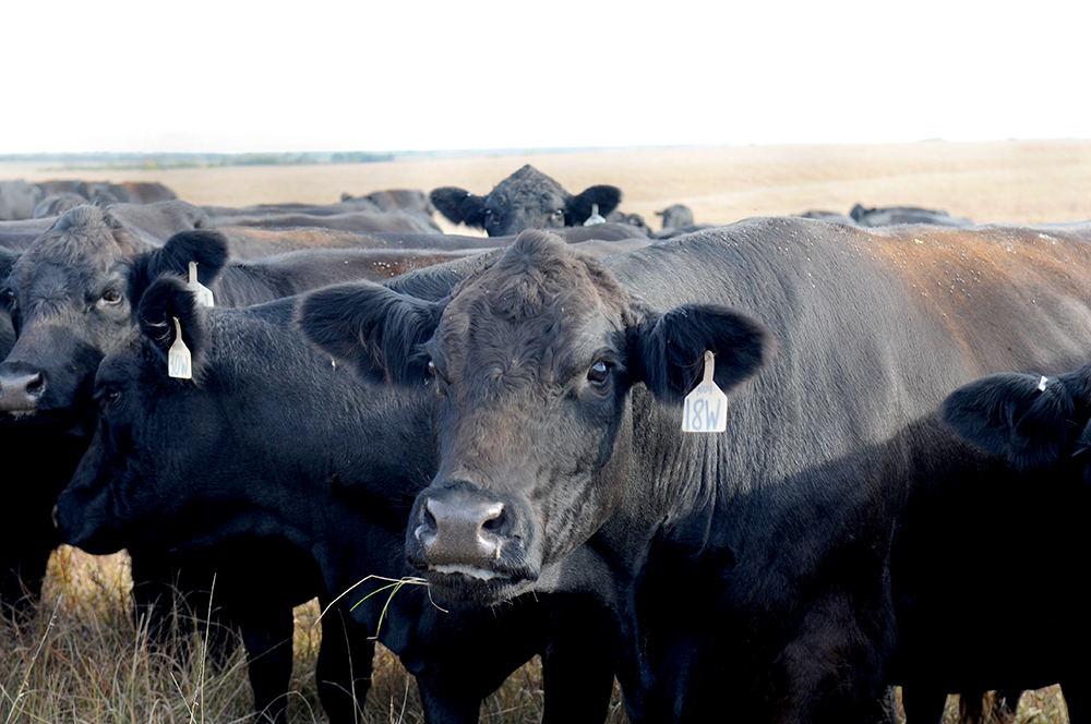 How To Start A Stocker Cattle Operation